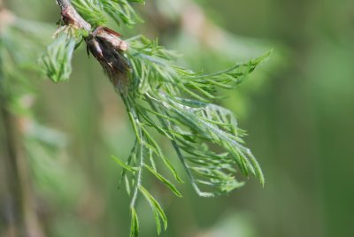 Caragana arborescens 'Walker' - čimišník obecný 'Walker' - jarní výhonky
